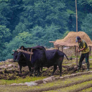 A young farmer ploughing the field for agriculture in West-Nepal.