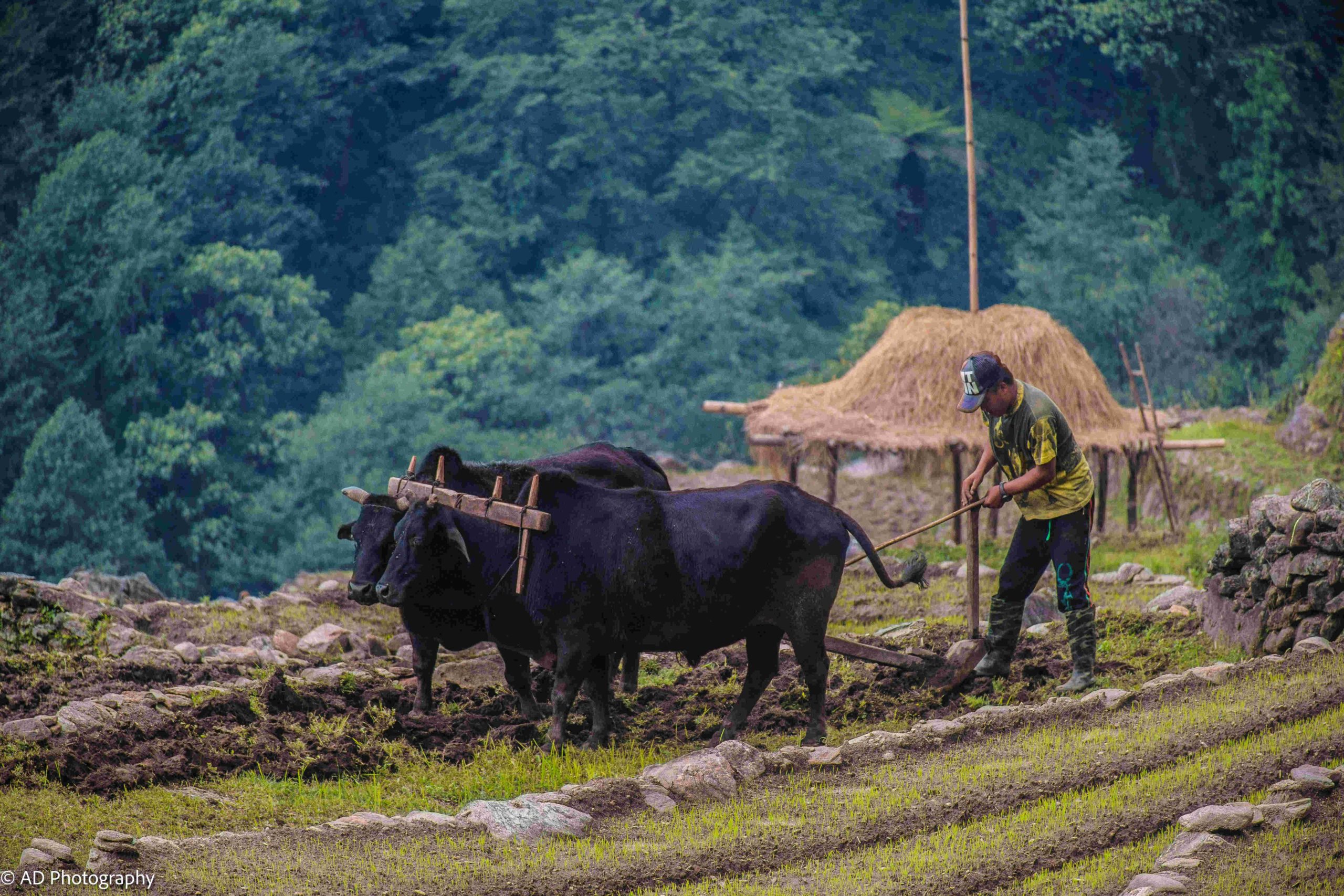 A young farmer ploughing the field for agriculture in West-Nepal.