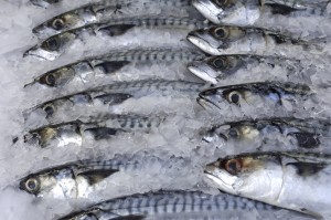 frozen mackerel