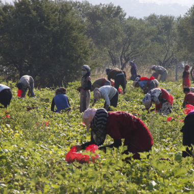 Syrian migrants working in a bean field in Turkey