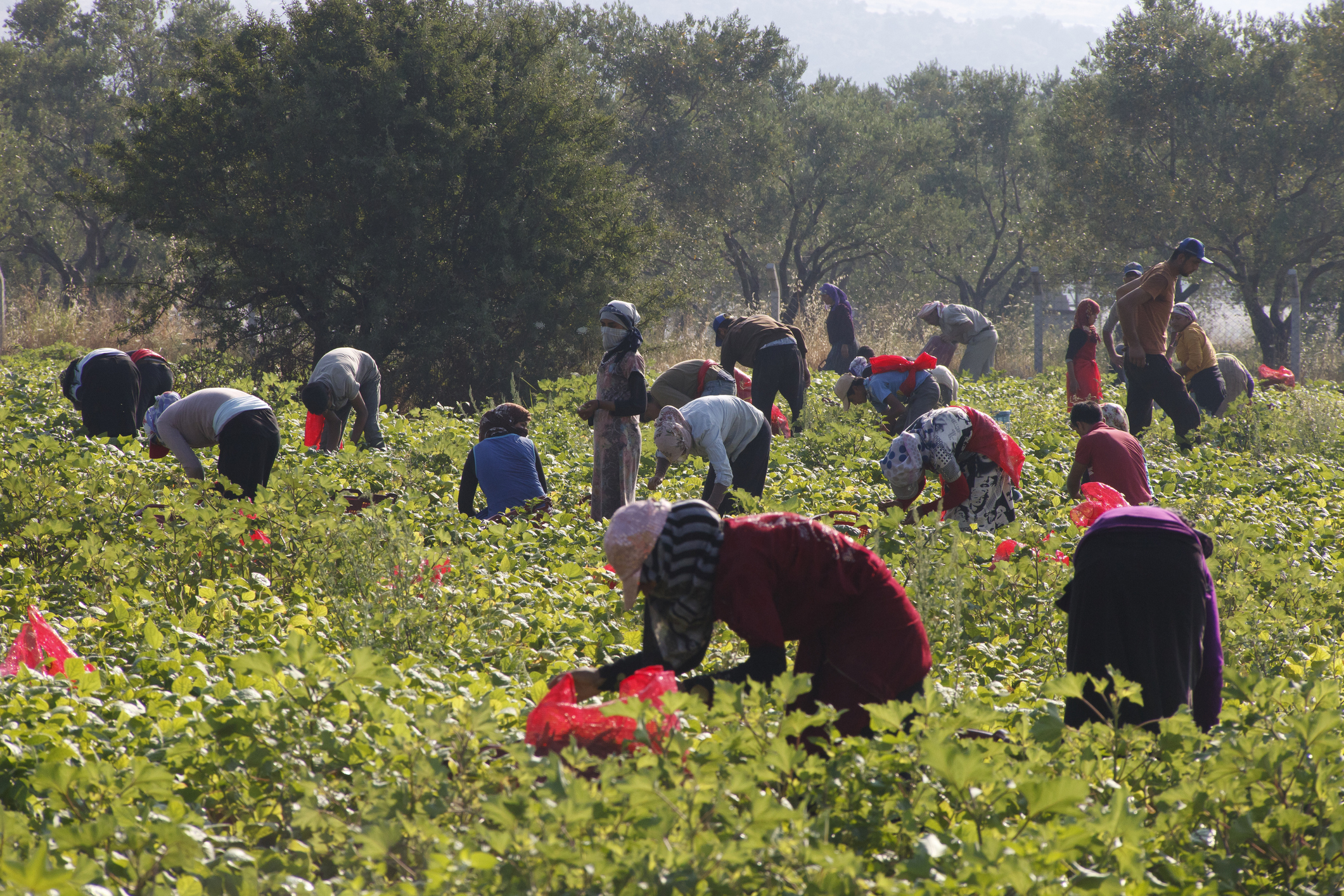 Syrian migrants working in a bean field in Turkey