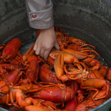 Hand reaching into a bucket of cooked lobster