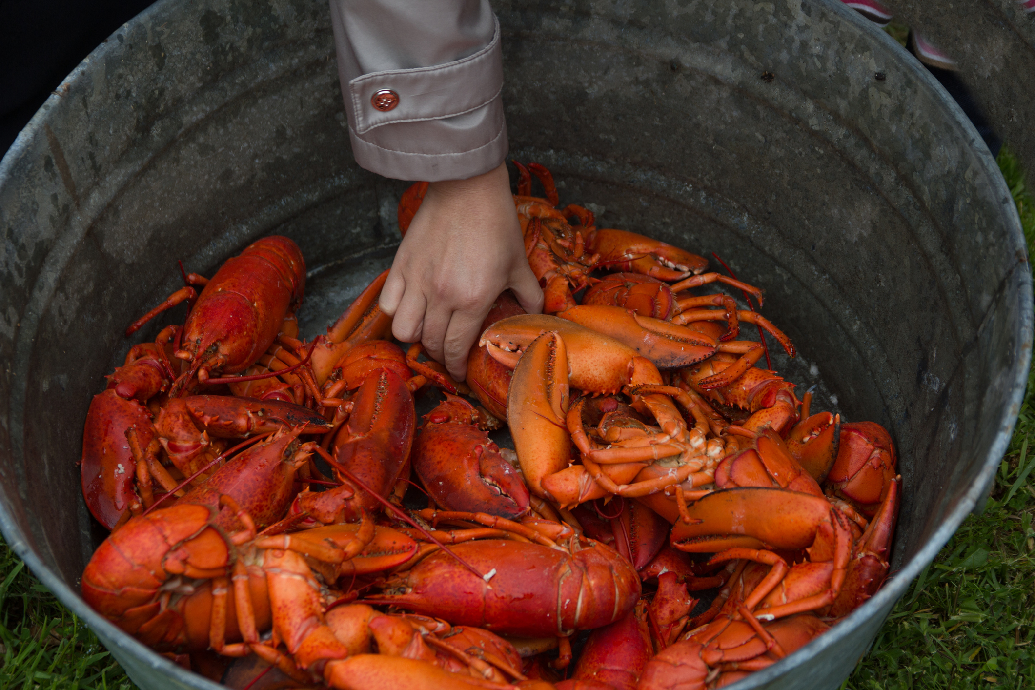 Hand reaching into a bucket of cooked lobster