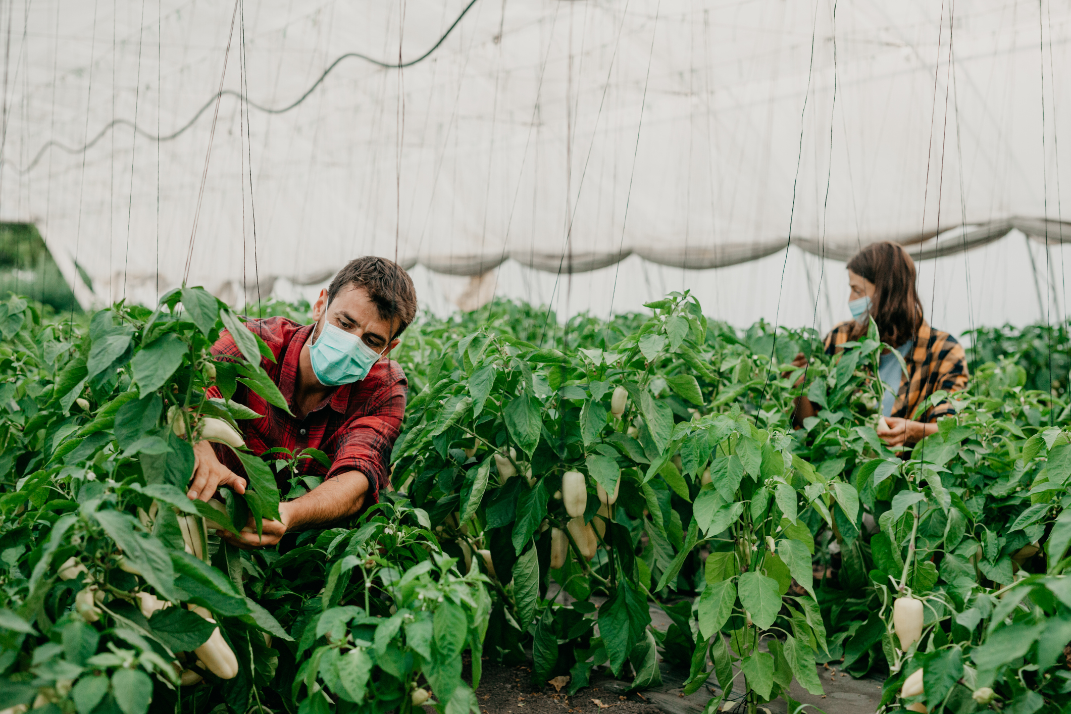 Agricultural workers during COVID19