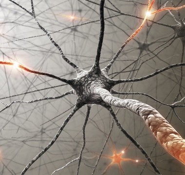 Neurons